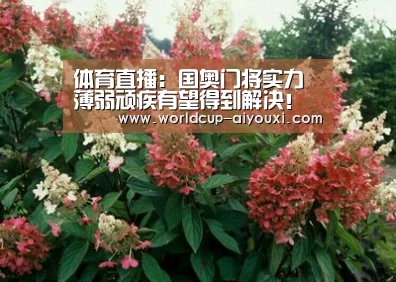 体育直播