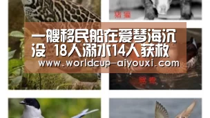 爱游戏直播